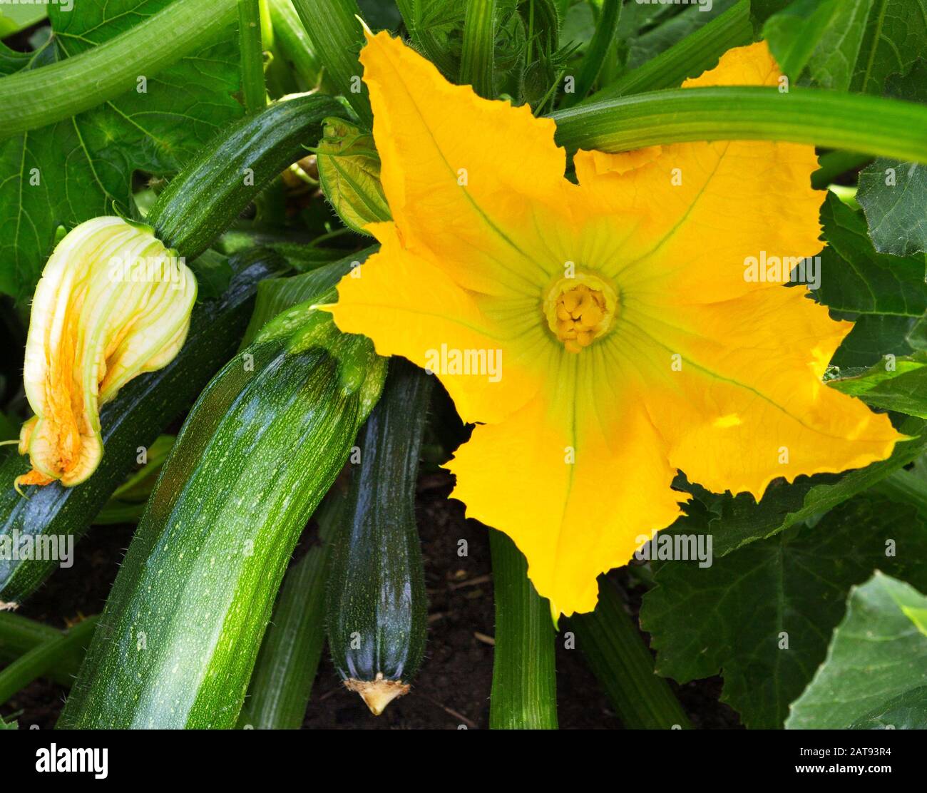 Zucchini plant.  Zucchini with flower and fruit in field. Green vegetable marrow growing on bush. Courgettes blossoms. Stock Photo