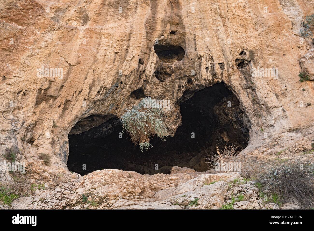 caper bush hanging from the mouth of a kidney shaped cave in the limestone cliff next to the faran monastery in the ein prat reserve in the west bank Stock Photo