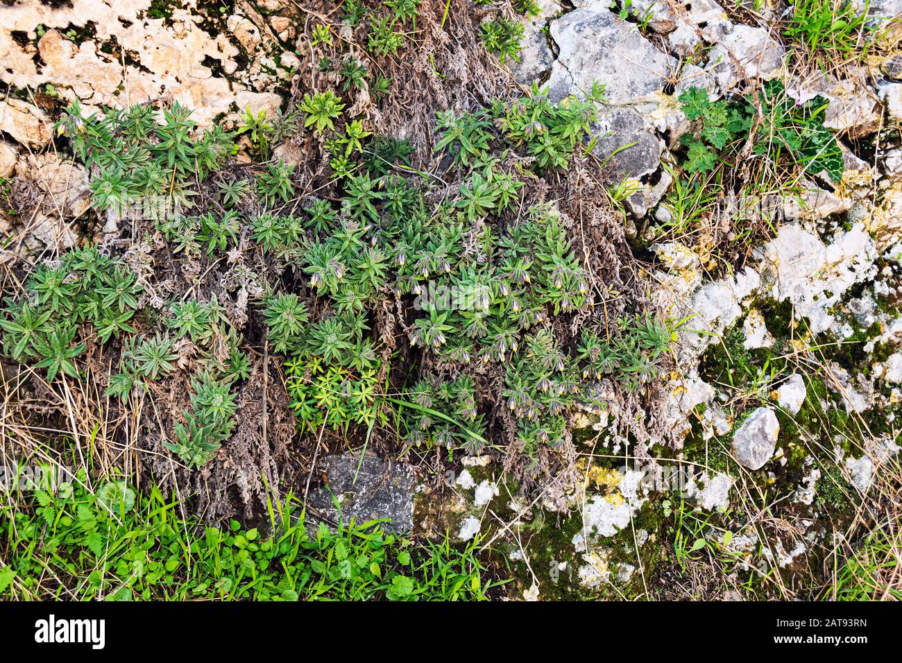 Flowering golden drops Podonosma orientalis dwarf shrub growing on a rocky cliff surrounded by other vegetation in the ein prat nature reserve in the Stock Photo