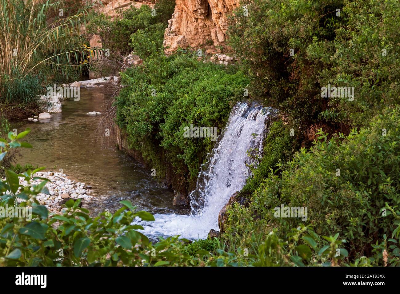 a spring fed waterfall gushes out of the limestone, cliffs of wadi qelt nahal prat in the Judean Desert surrounded by lush riparian vegetation Stock Photo