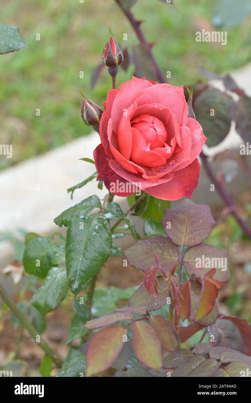 Sri roses lanka in Welcome