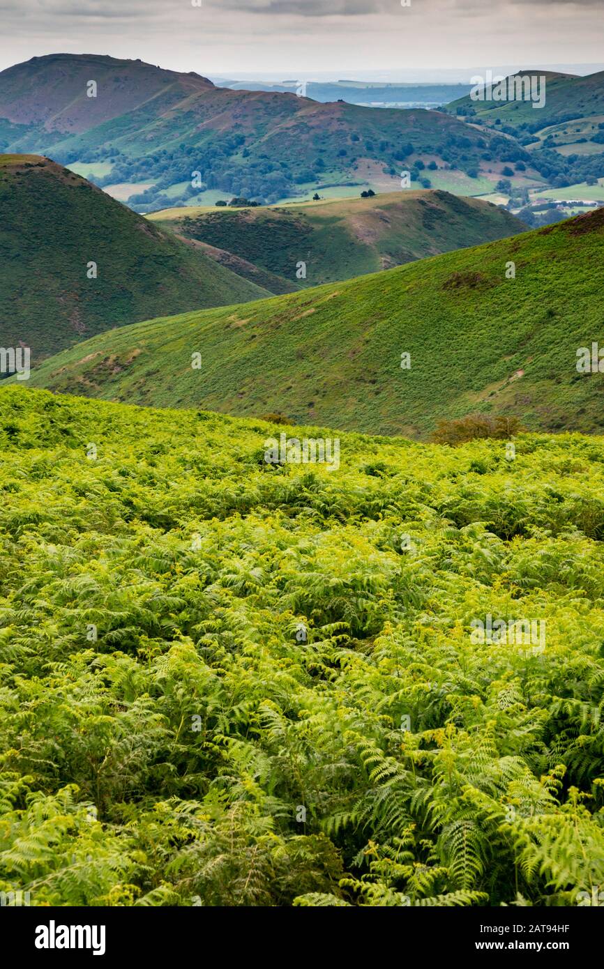 The Long Mynd is a part of the Shropshire Hills. Emerging suddenly and steeply from the farming landscape below it rises to 516metres (1693ft). Stock Photo