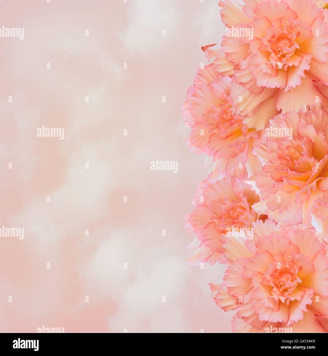Gentle floral border with creamy-pink  large begonia flowers and blank space for text on blurred backgroung. Beautiful flowers with riffled petals and Stock Photo