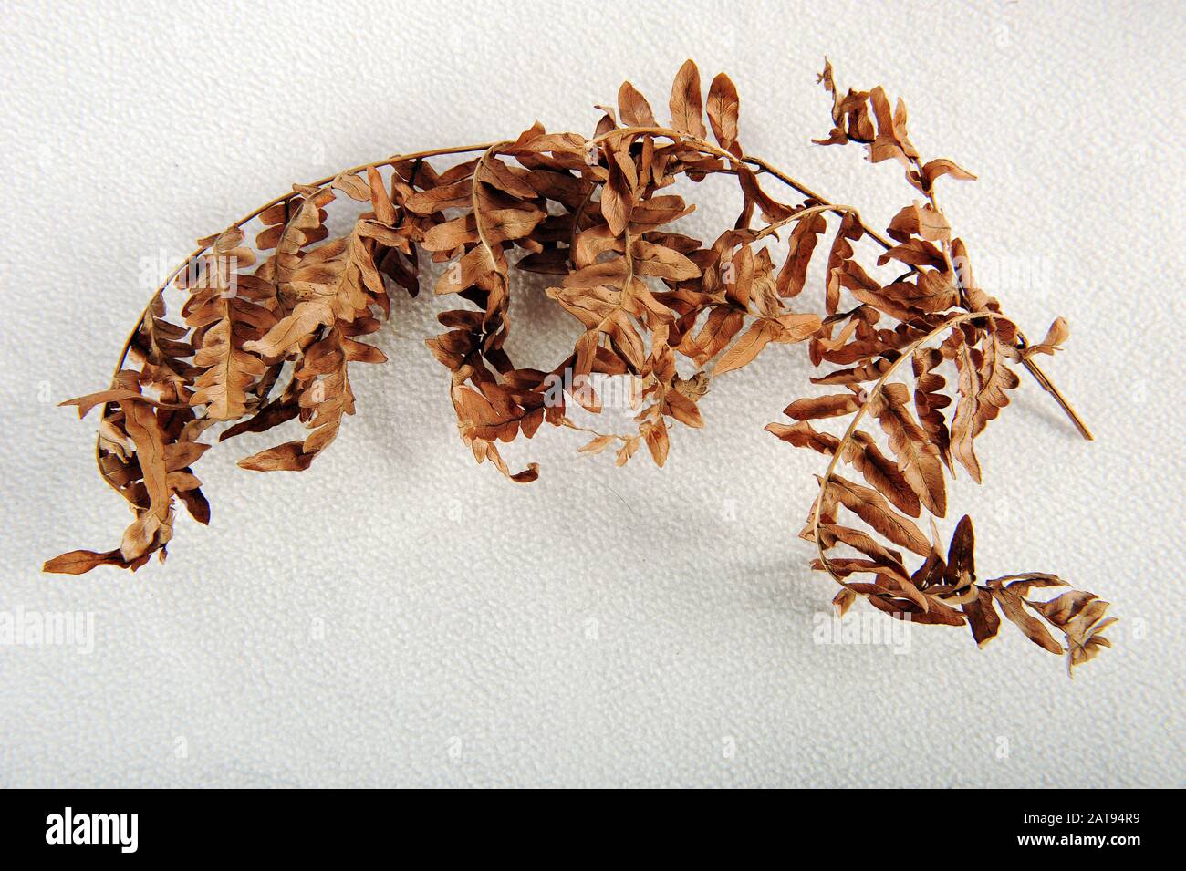 Twig of brown faded fern. Curled leaves on white surface Stock Photo