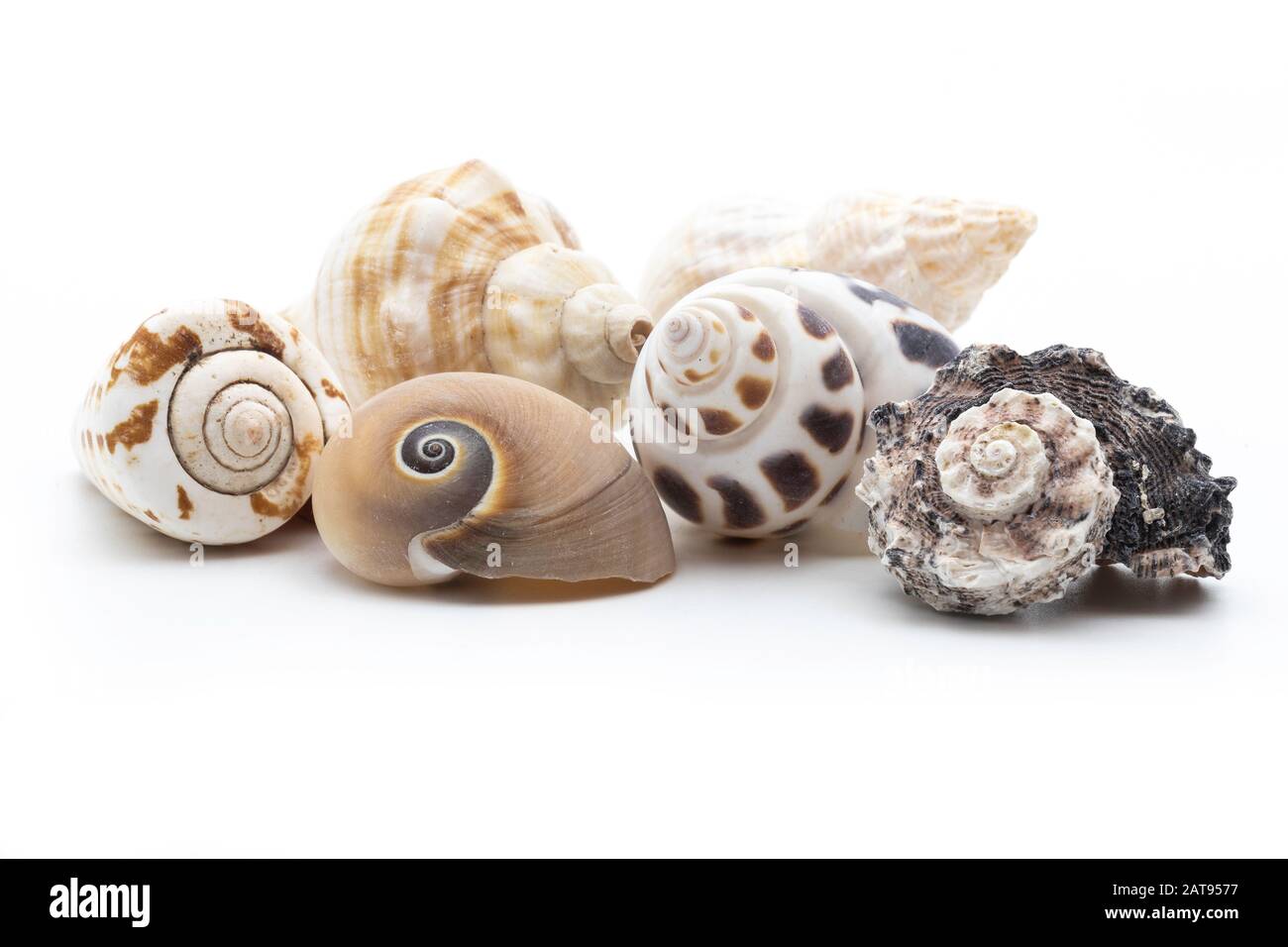 Sea shells on white background Stock Photo