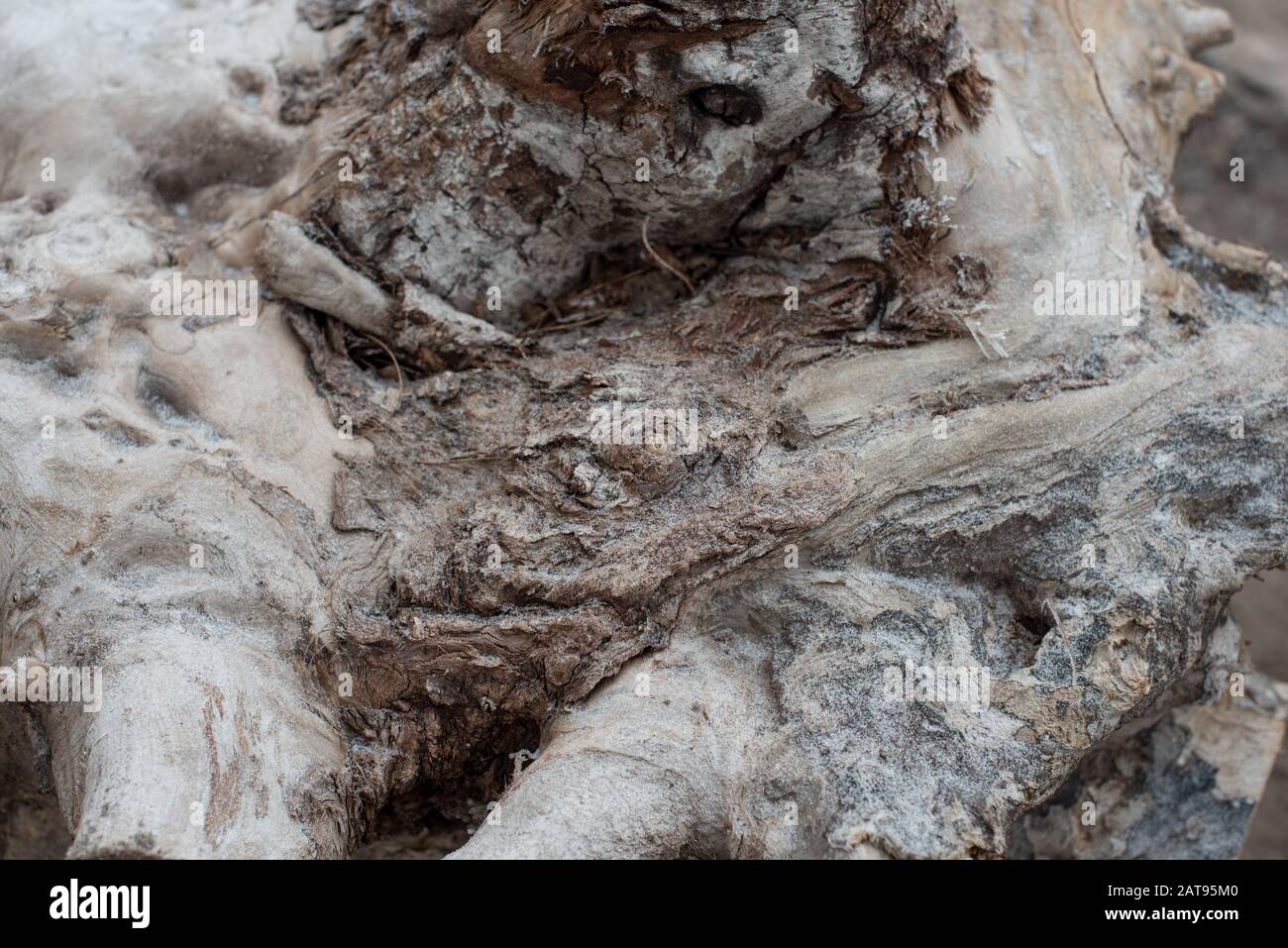 Deforestation. Problems of the planet's ecology, cutting down forests. Stump in the foreground. Tree root hemp. The texture of the tree. The dry part Stock Photo