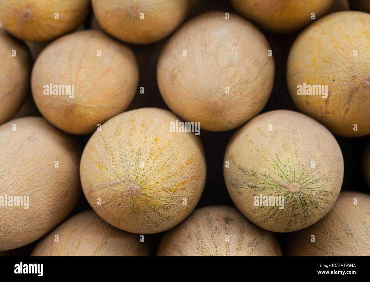 ripe honey orange organic melons Stock Photo
