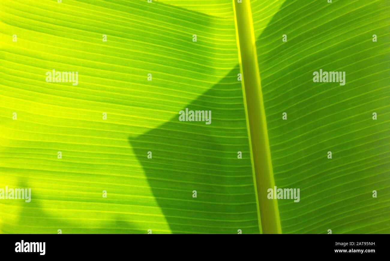 Palm leaves texture with shadow, background Stock Photo