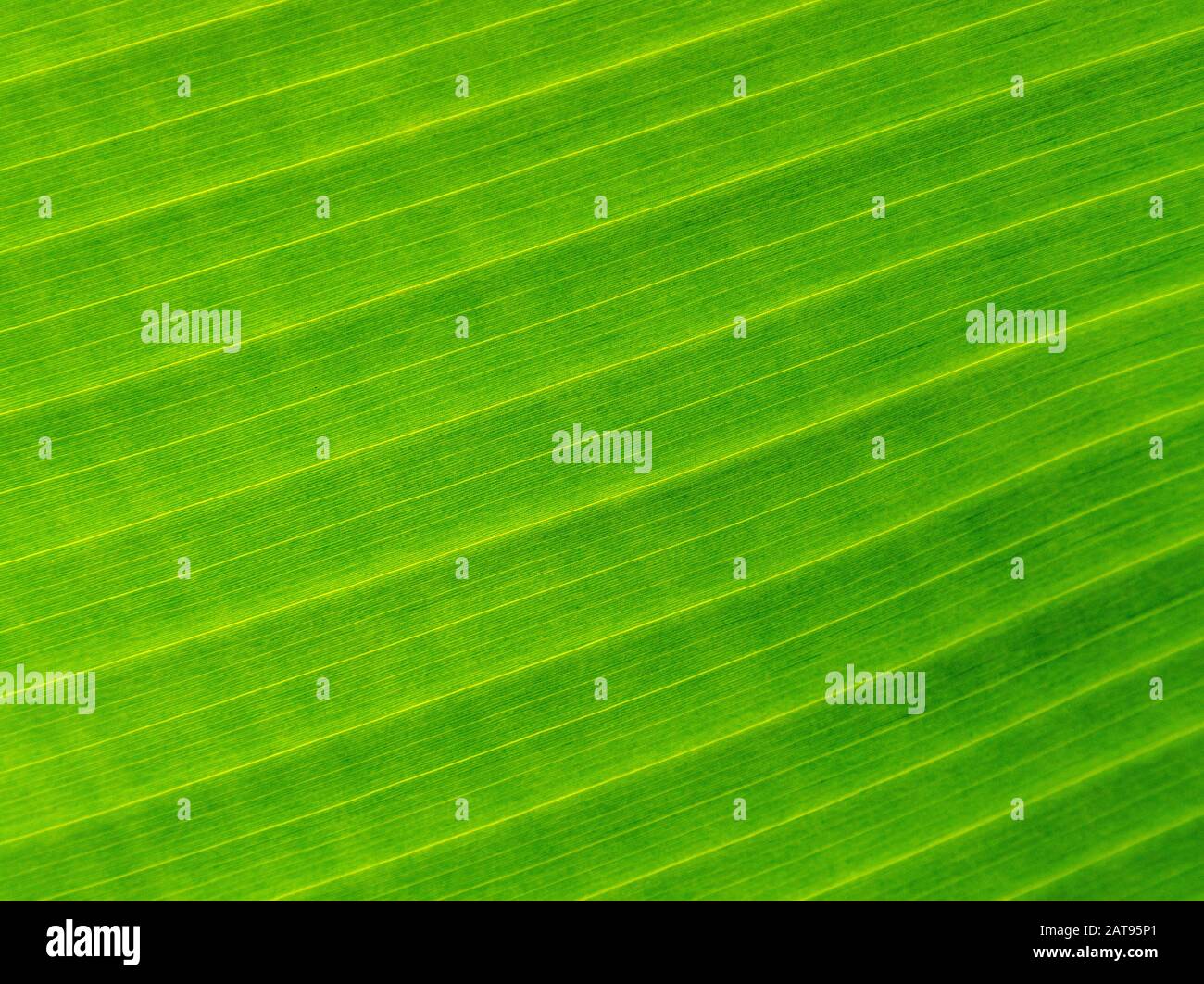 Palm leaves texture with shadow, background Stock Photo