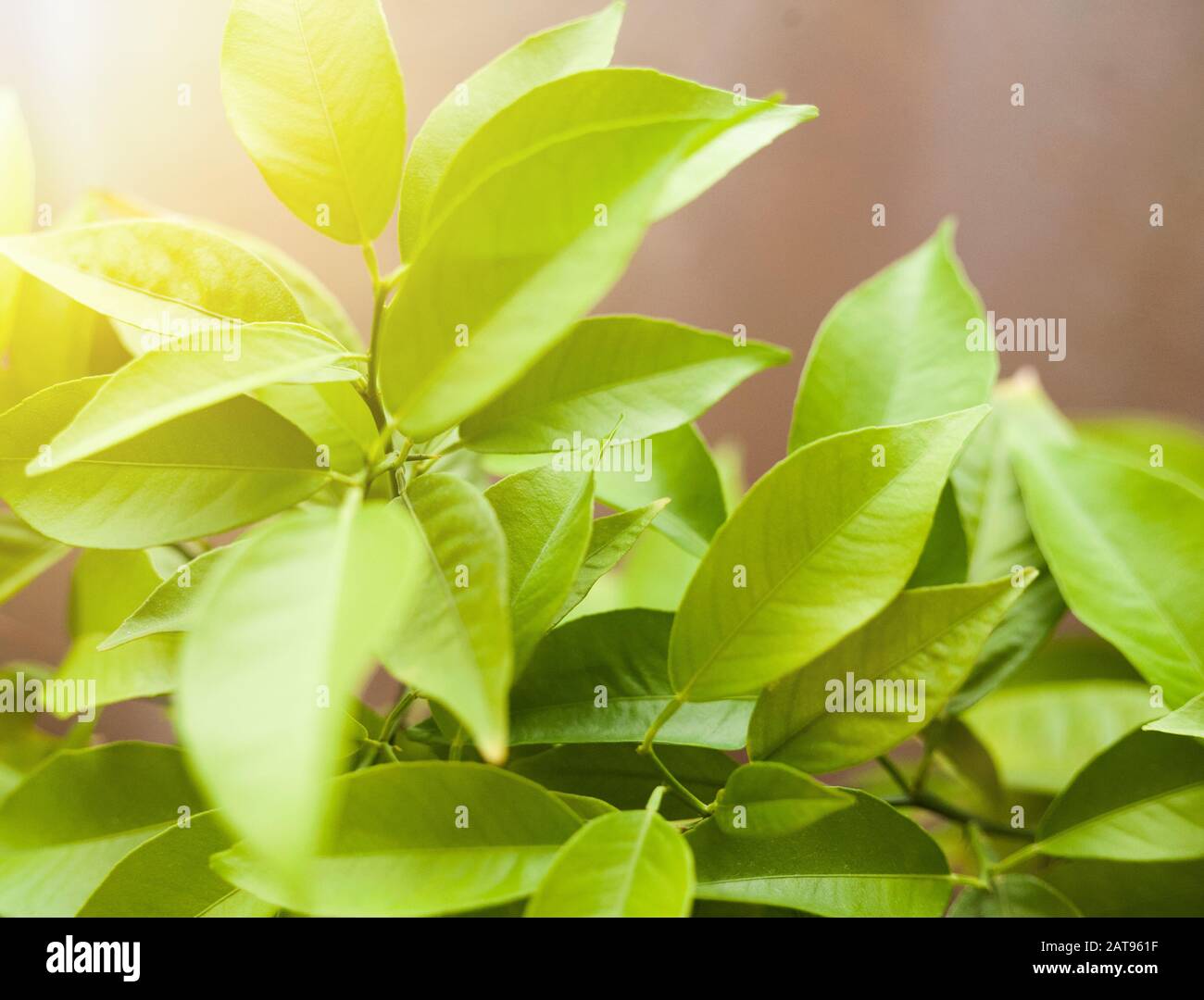 tangerine tree at home in sunny weather Stock Photo - Alamy