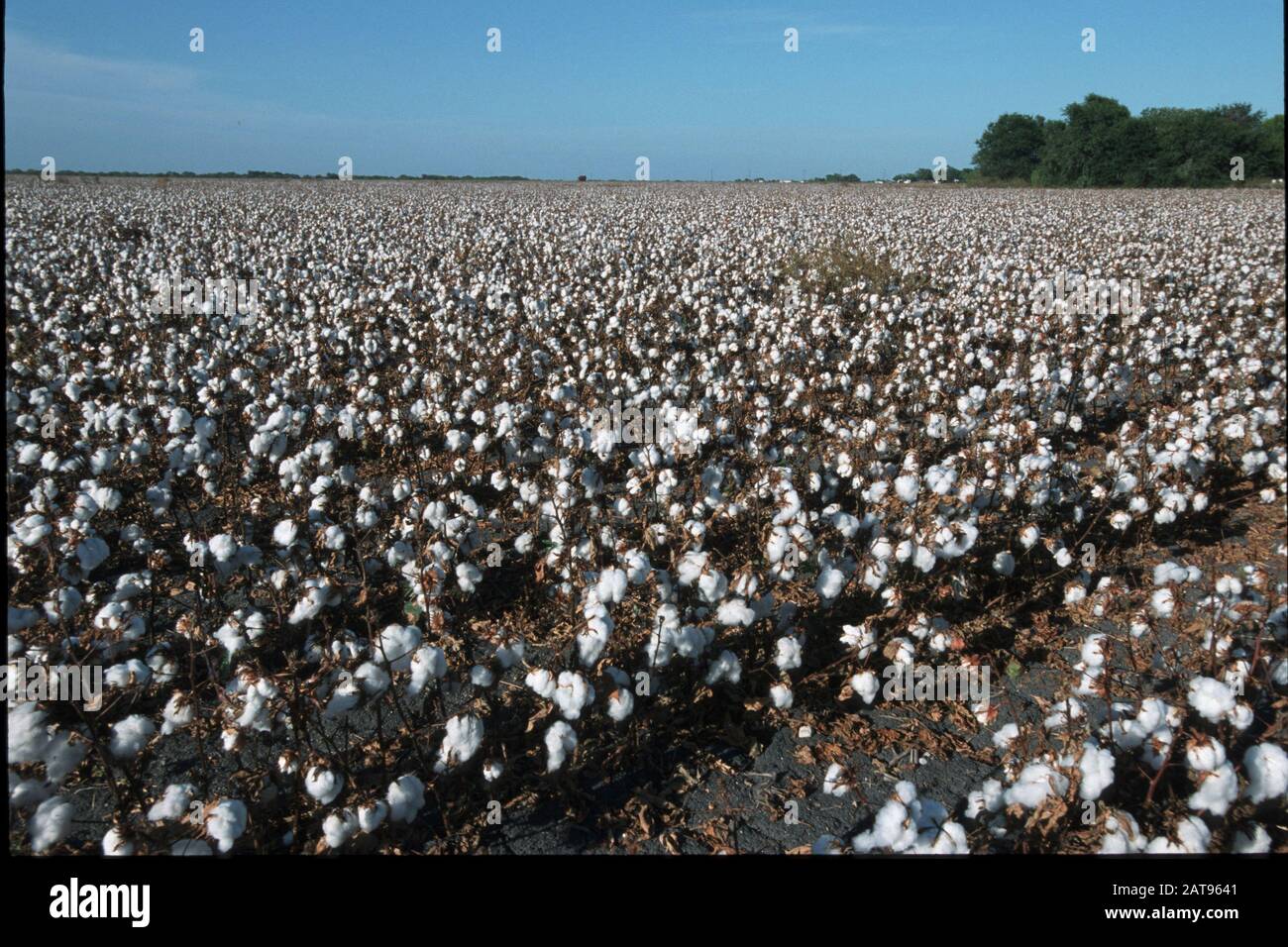 Texas cotton fields hires stock photography and images Alamy