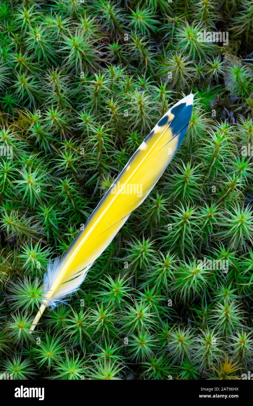 Northern Flicker feather resting Haircap Moss in Pennsylvania’s Pocono Mountains. Stock Photo