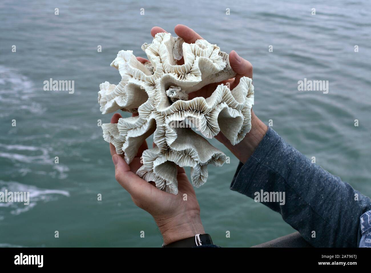 Person holding a piece of coral. Stock Photo