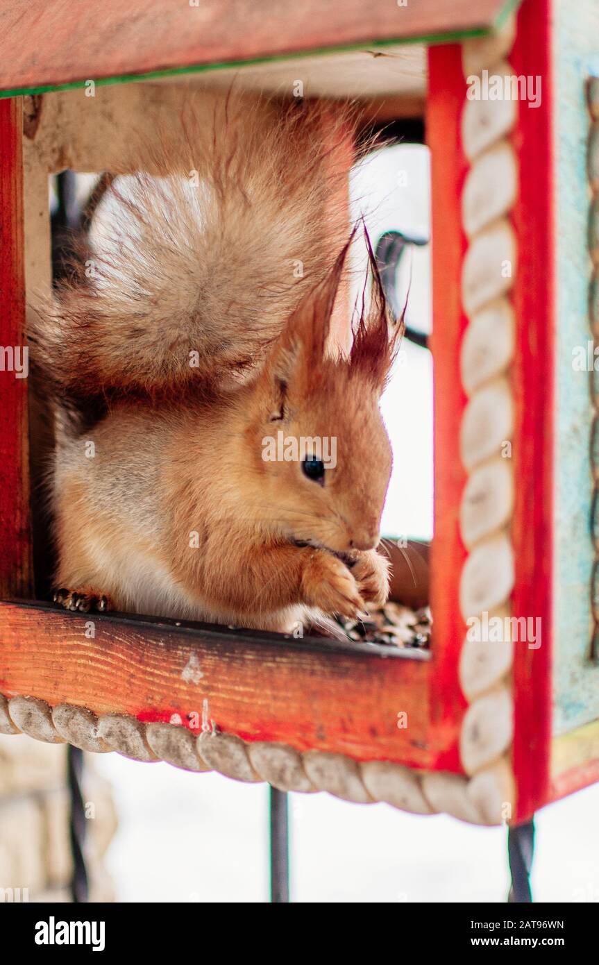 Flying Nuts High Resolution Stock Photography and Images - Alamy