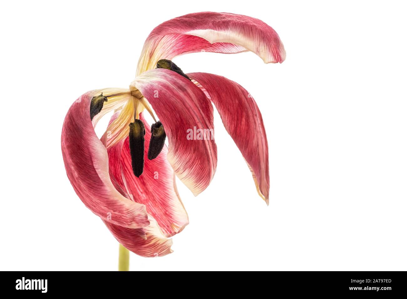 Beauty in Decay Stock Photo