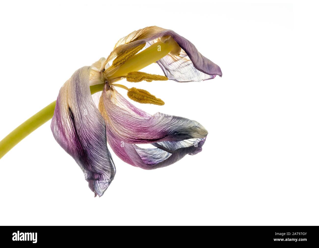 Beauty in Decay Stock Photo