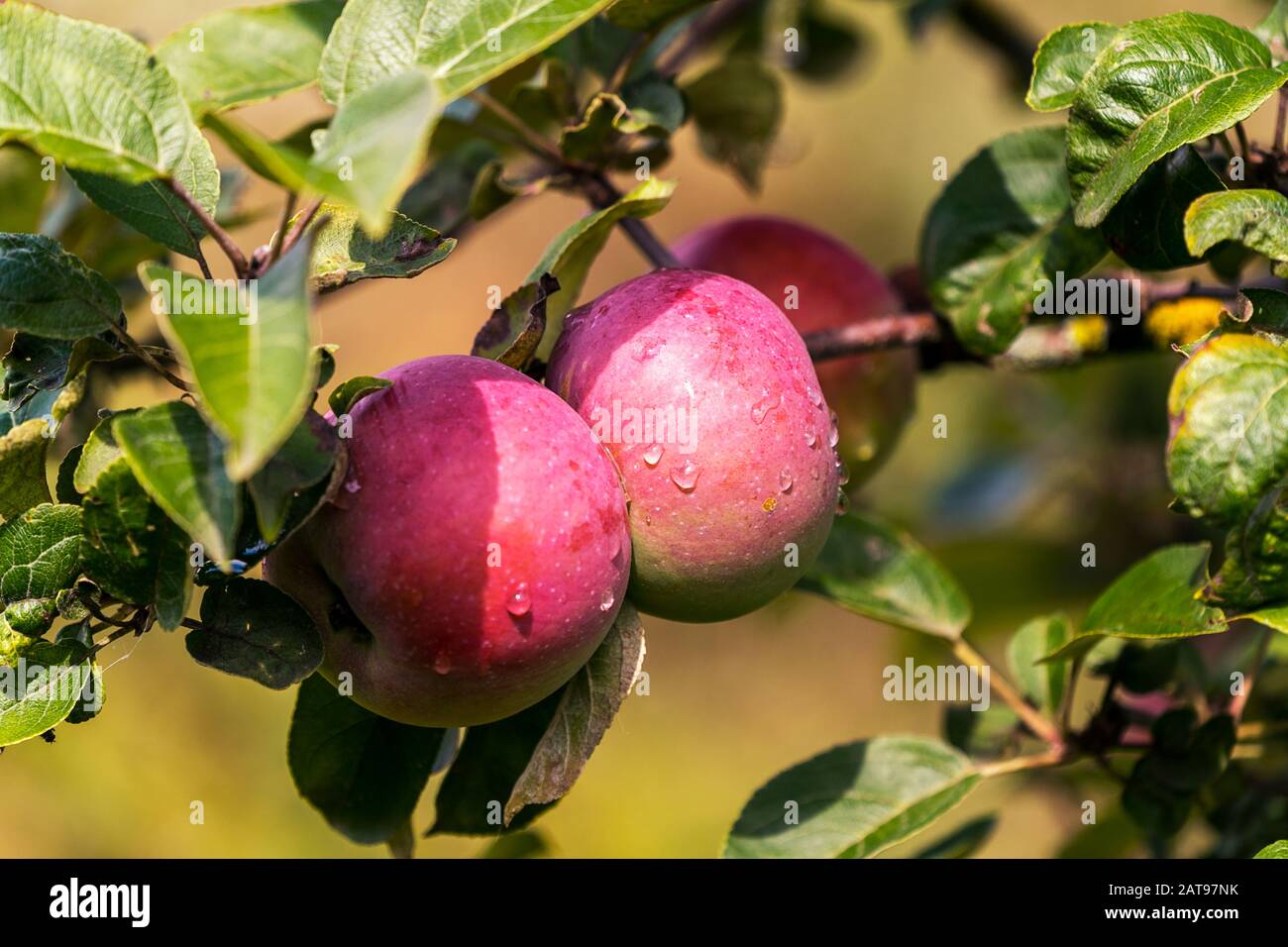 Close up Ripe apple Fruit Growing On The Tree, soft focus. Stock Photo