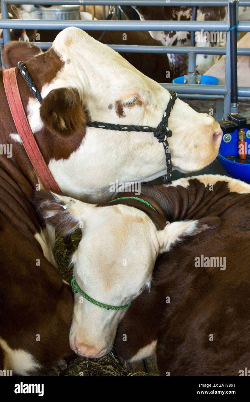 A Mother and Calf Hereford Cattle at the Wayne County Fair in Pennsylvania. This comon breed is raised for beef. Stock Photo