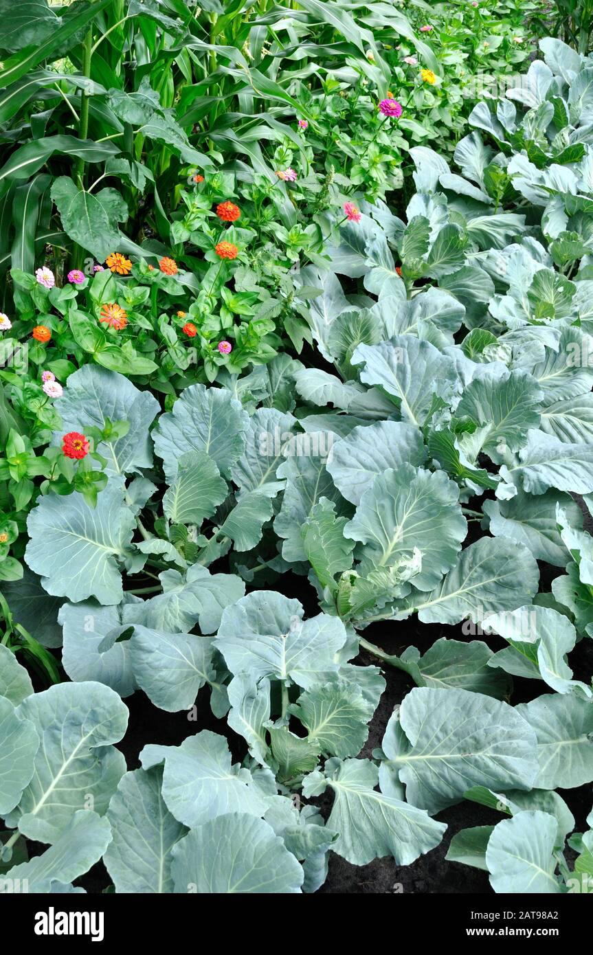 organically cultivated various vegetables in the vegetable garden, vertical composition Stock Photo