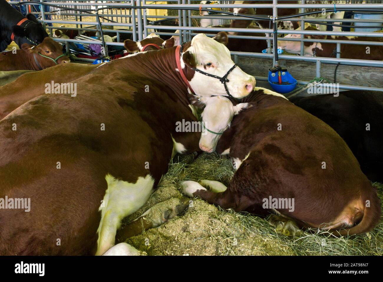 A Mother and Calf Hereford Cattle at the Wayne County Fair in Pennsylvania. This comon breed is raised for beef. Stock Photo