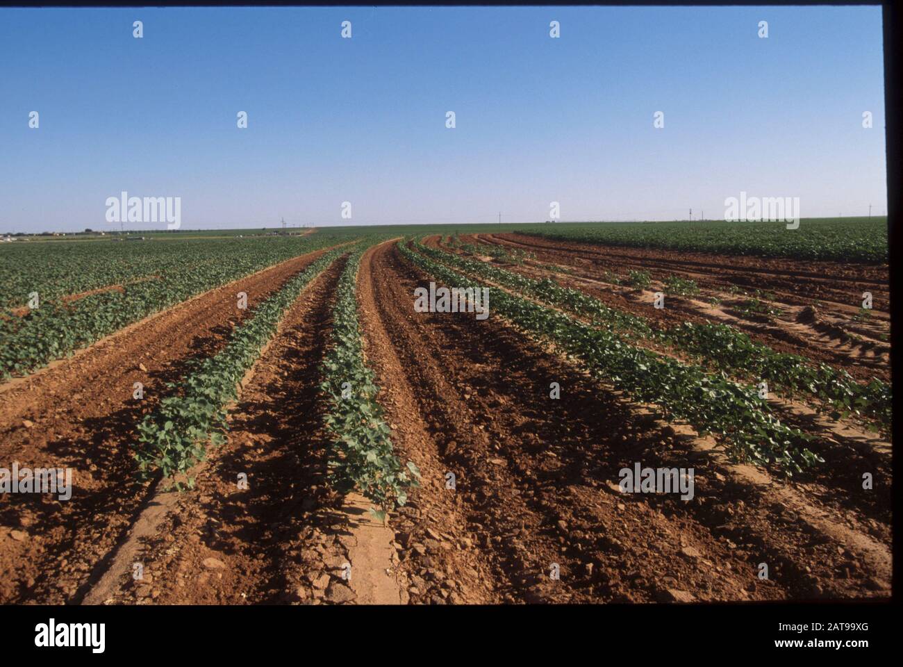 Texas: Cotton farming and summer irrigation from the Ogallala Aquifer in Terry County.  ©Bob Daemmrich / Stock Photo