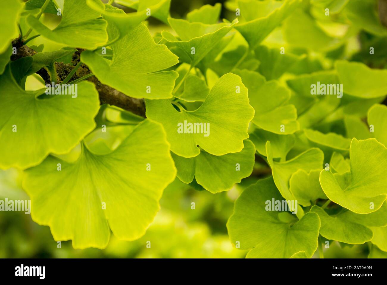 Ginkgo Biloba Leaves, a Plant Used  in Traditional Medicine and as a Source of Food Stock Photo
