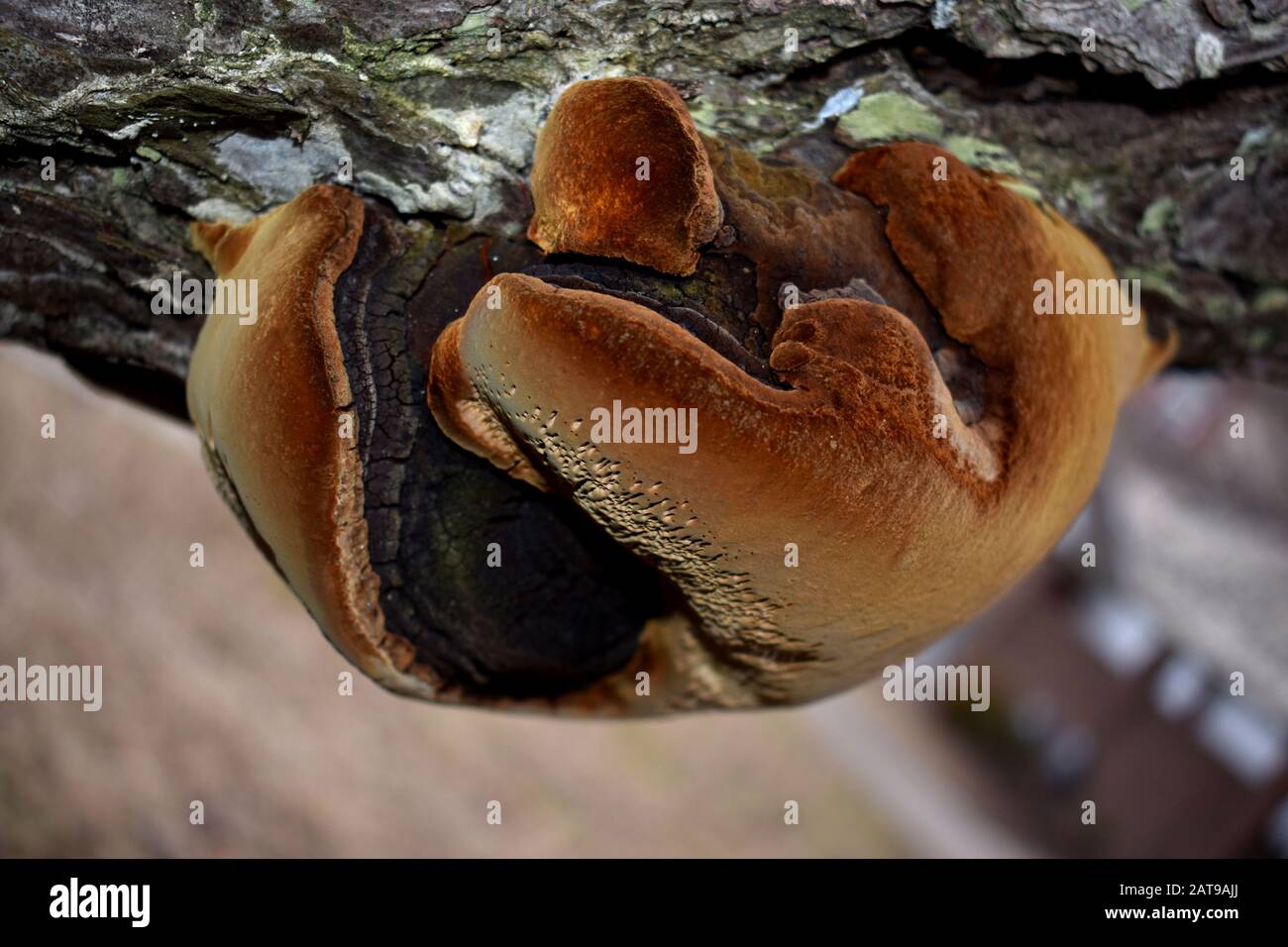 Pine Tree Fungus Stock Photo Alamy