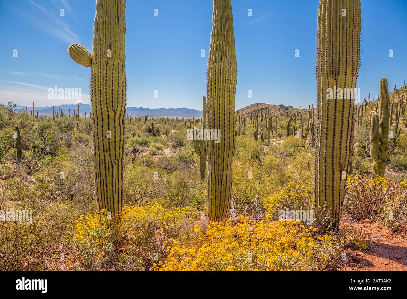 Saguaro National Park forest and byways in Arizona desert under blue sky Stock Photo