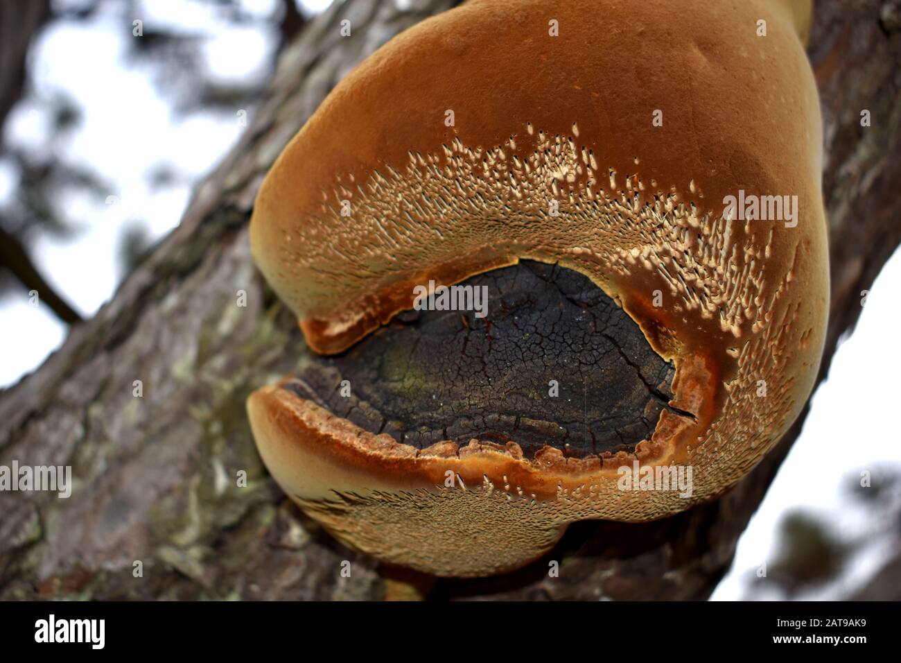 Pine Tree Fungus Stock Photo Alamy