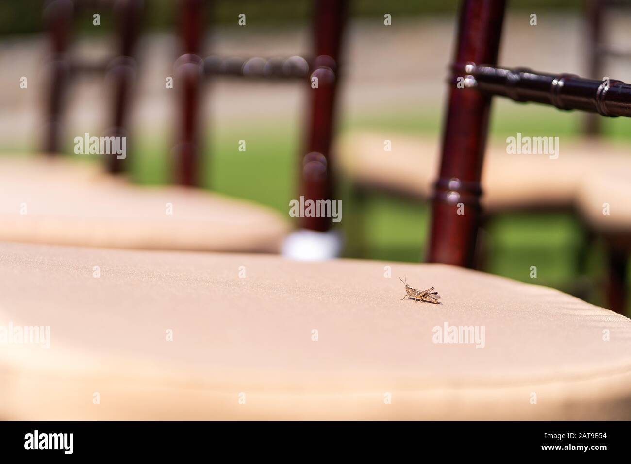 Close-up of a grasshopper on a chair. Stock Photo