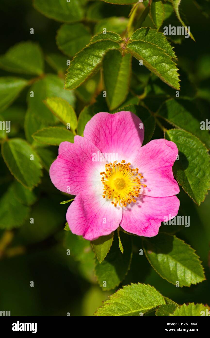 Carolina or Pasture Rose Stock Photo