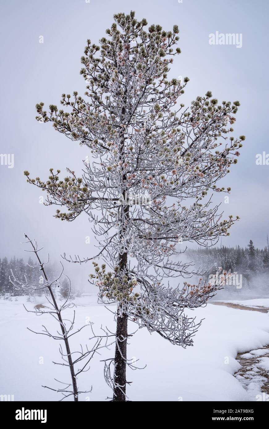 Frost covered pine tree in winter. Yellowstone National Park, Wyoming, USA Stock Photo