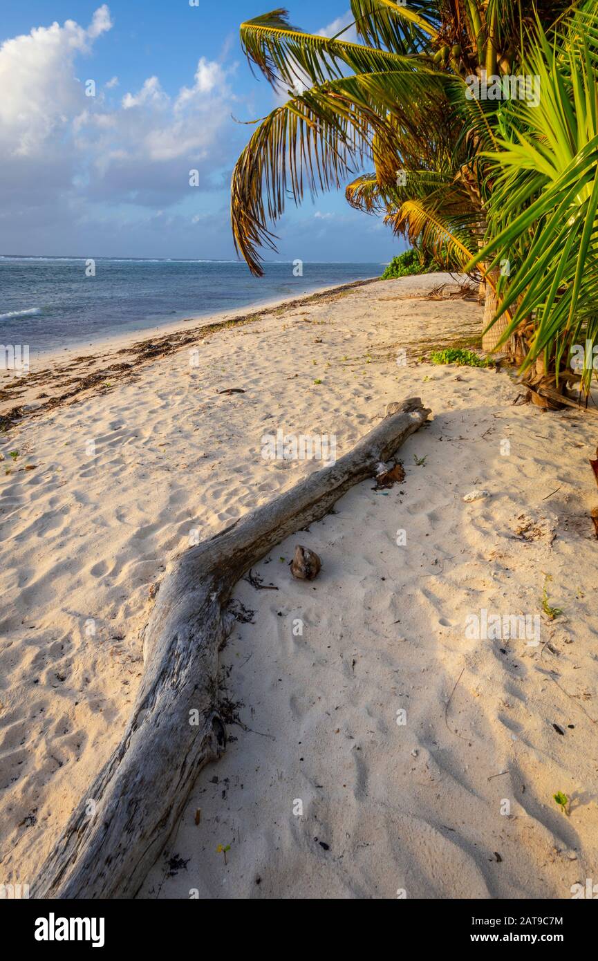 Palm Trees, beach & solitude, Grand Cayman Island Stock Photo