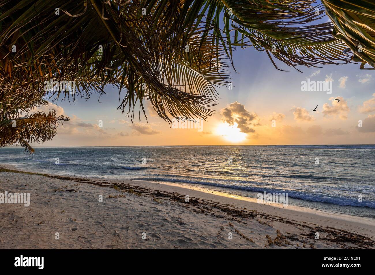 Palm Trees, beach, sunrise & solitude, Grand Cayman Island Stock Photo