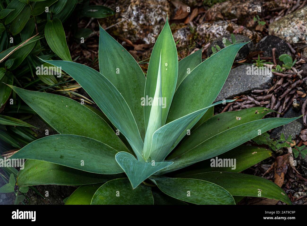 Green attenuate agave plant in a garden Stock Photo