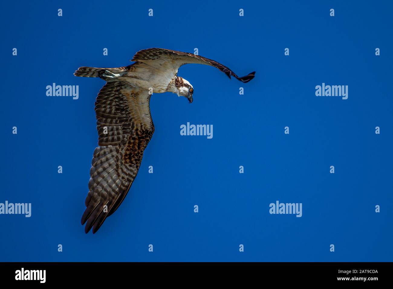Osprey raptor in flight with blue sky background image takenn along the Pacific coast of Panama Stock Photo