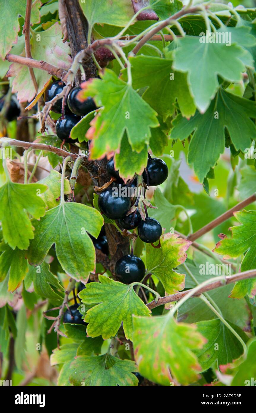 Crandall clove currants hires stock photography and images Alamy