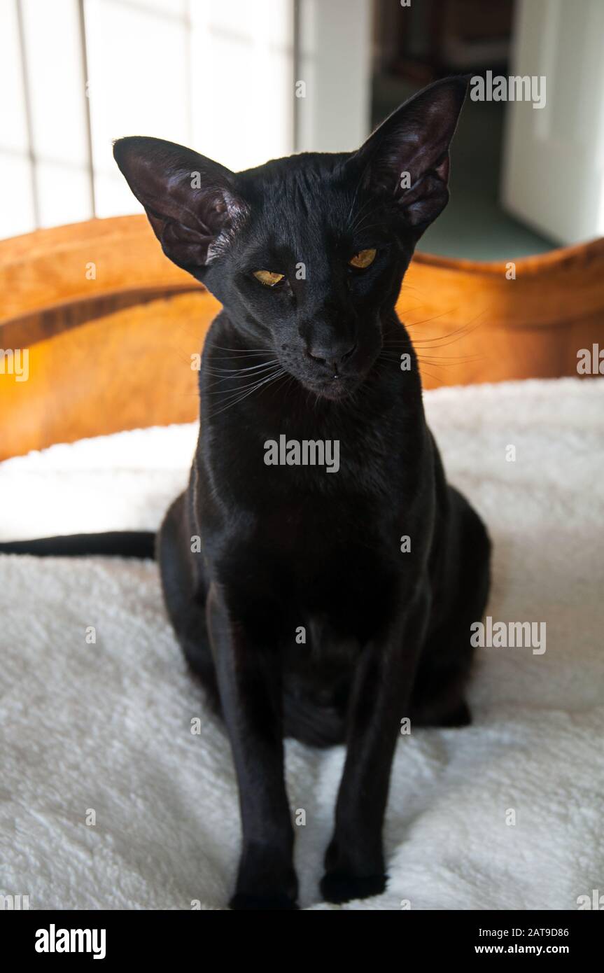 Black Oriental Shorthair Cat Portrait This Rare Cat Breed Is Sitting On A Bed And Has Amber Colored Eyes Stock Photo Alamy