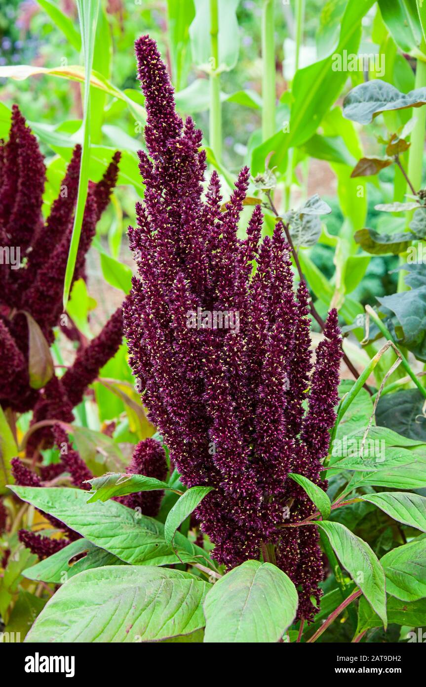 Dark red Celosia flower growing in a garden.  Botanical plant in the amaranth or Amaranthaceae family. Stock Photo