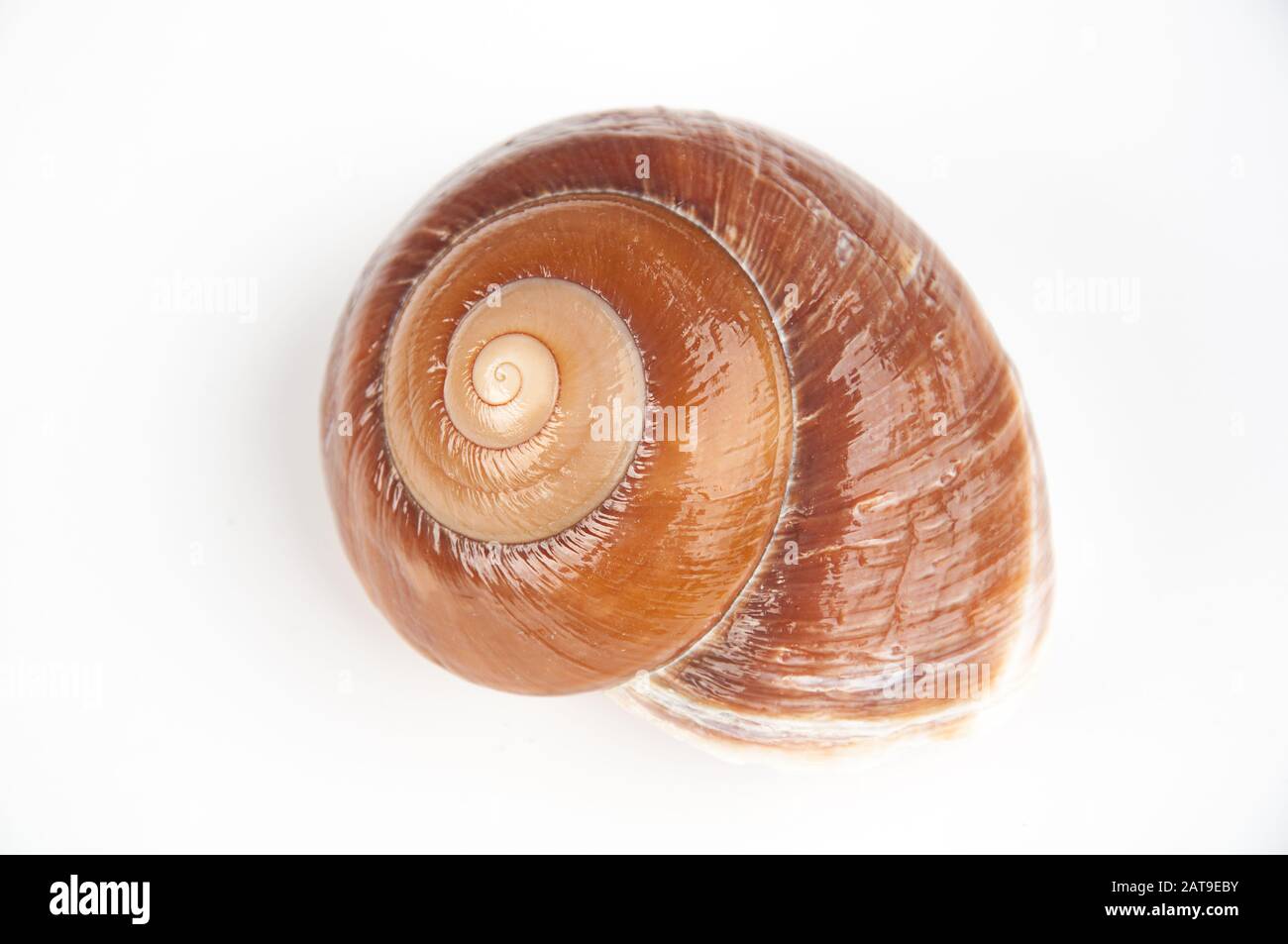 Spiral Sea Shells Spiral Sea Shells
