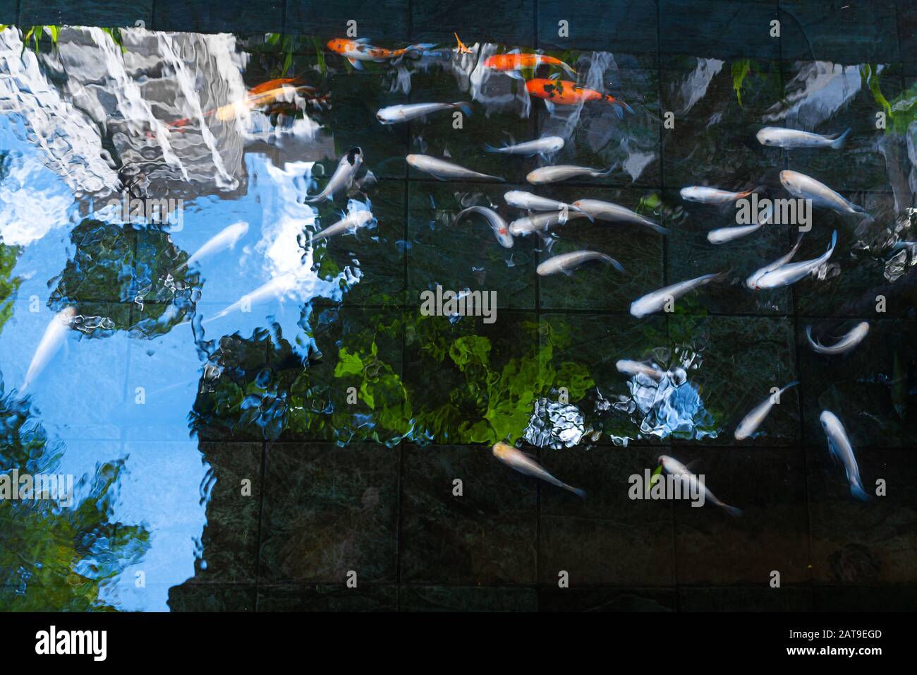 Live carp in a pool hi-res stock photography and images - Alamy