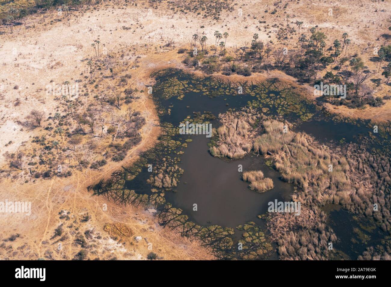 Okavango Delta Aerial of a Pond or Small Lake with Reeds in Dry Savanna Plain with Trees in Moremi Game Reserve Stock Photo