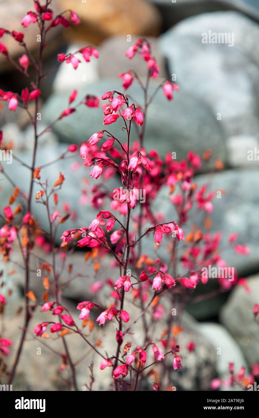 Pink coral bells flower plant Heuchera, a pretty perennial garden plant against blurred rocks in the background.  Delicate red and pink shades of this Stock Photo