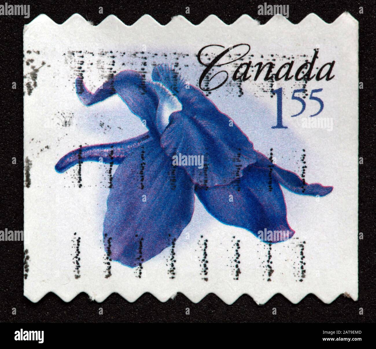 Canadian Stamp, Canada Stamp, Canada Post,used stamp, Little Larkspur, blue Flower, Canada 1.55, $1.55 Stock Photo