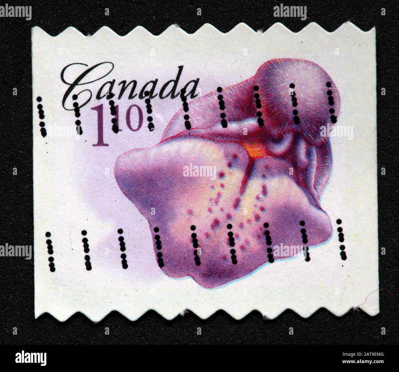 Canadian Stamp, Canada Stamp, Canada Post,used stamp, Canada, bladderwort, 1.10, $1.10, purple, carnivorous plant Stock Photo