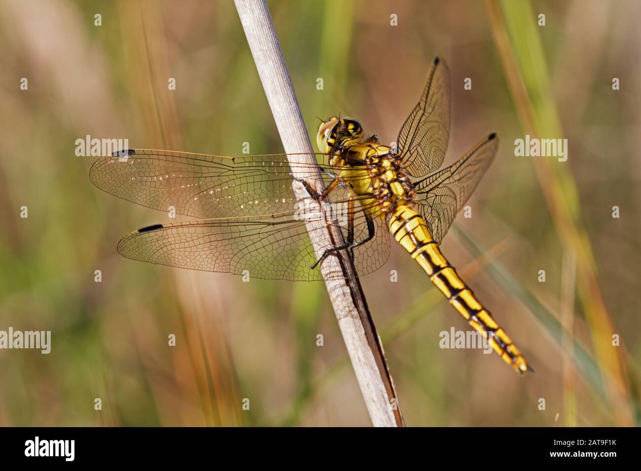 Orthetrum cancellatum Black-tailed Skimmer dragonfly on Mallorca, s'albufera Stock Photo