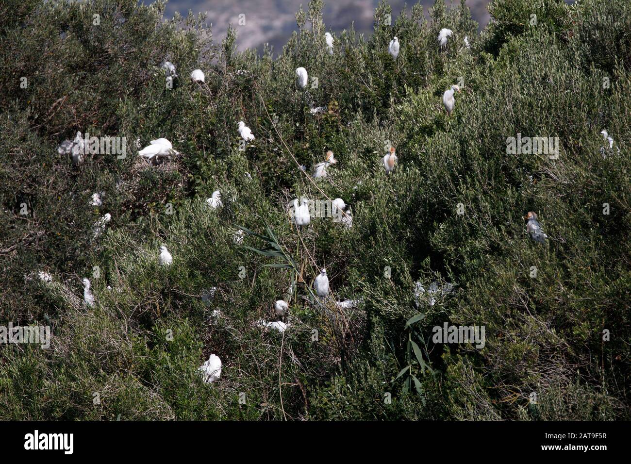 egrets in S'albufera on Mallorca Island Stock Photo