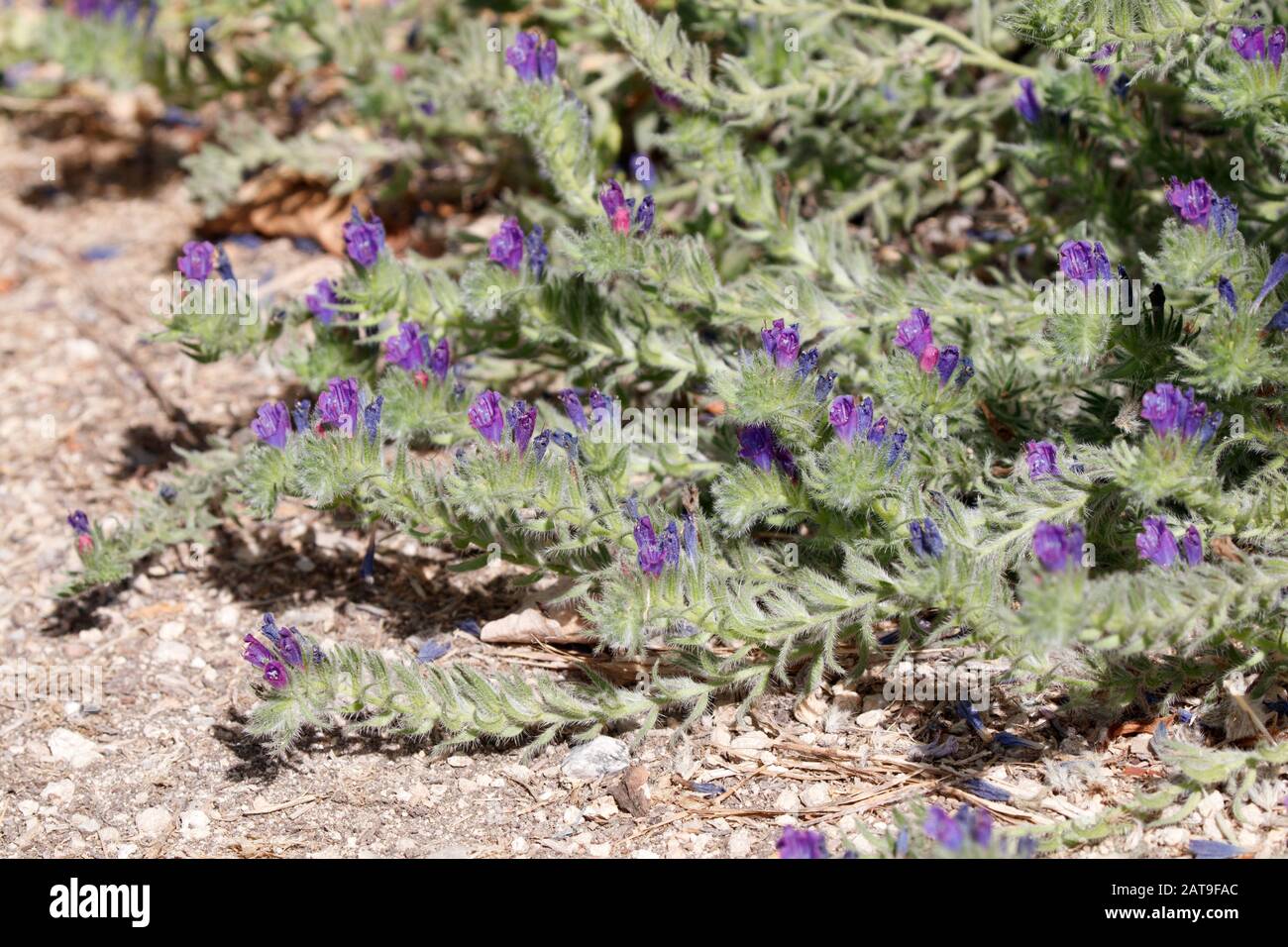 Echium plantagineum Purple Viper's-Bugloss in S'albufera Mallorca Stock Photo
