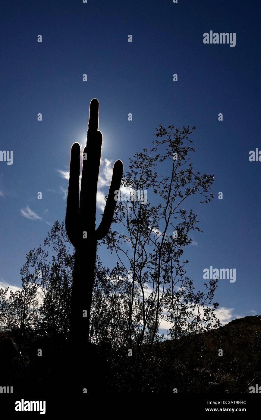 A silhouette of a saguaro cactus in the Arizona desert Stock Photo - Alamy