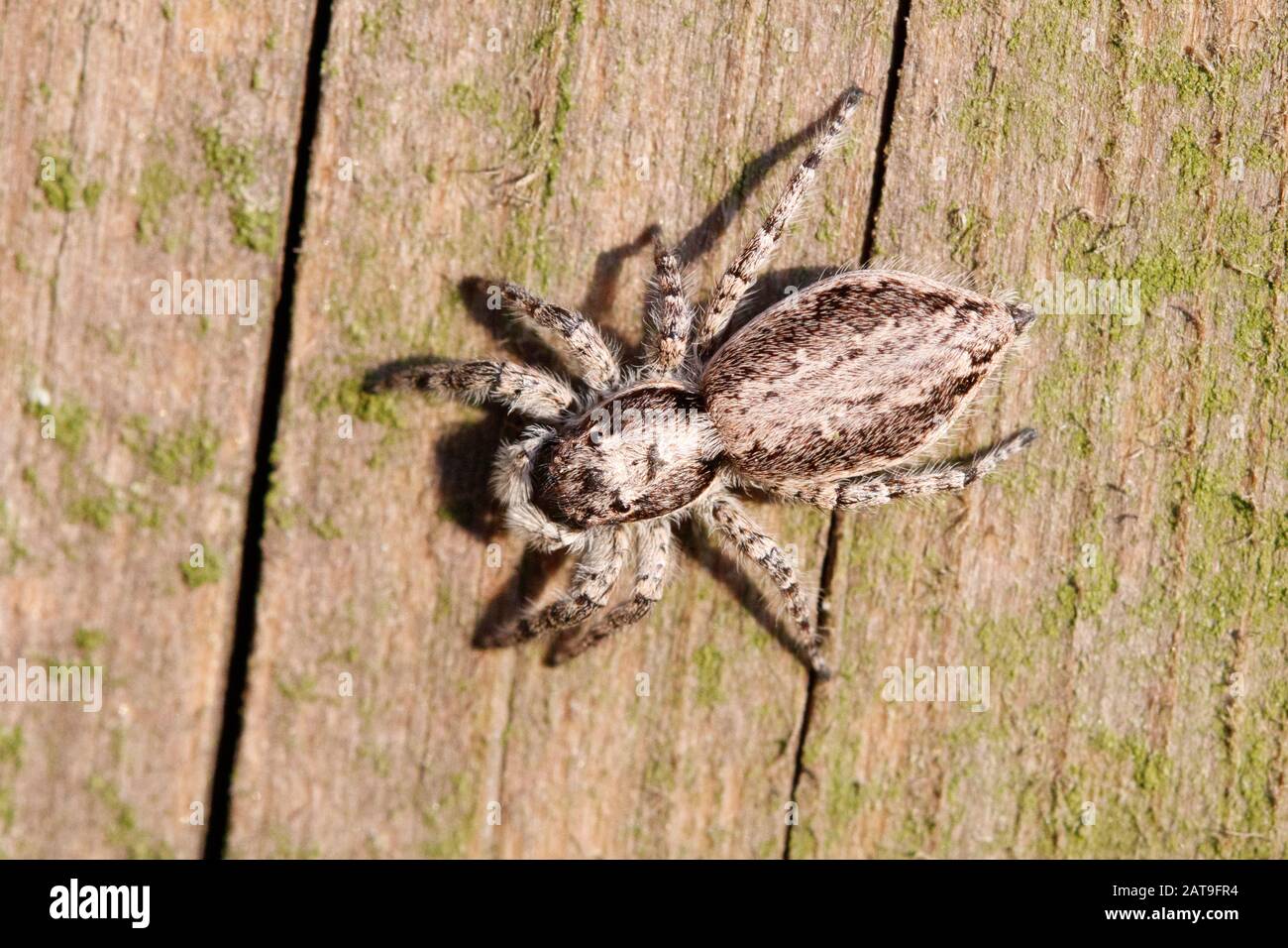 Menemerus bivittatus Gray Wall Jumping Spider Stock Photo